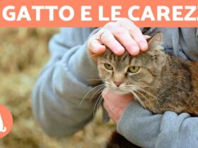 le zone preferite di un gatto